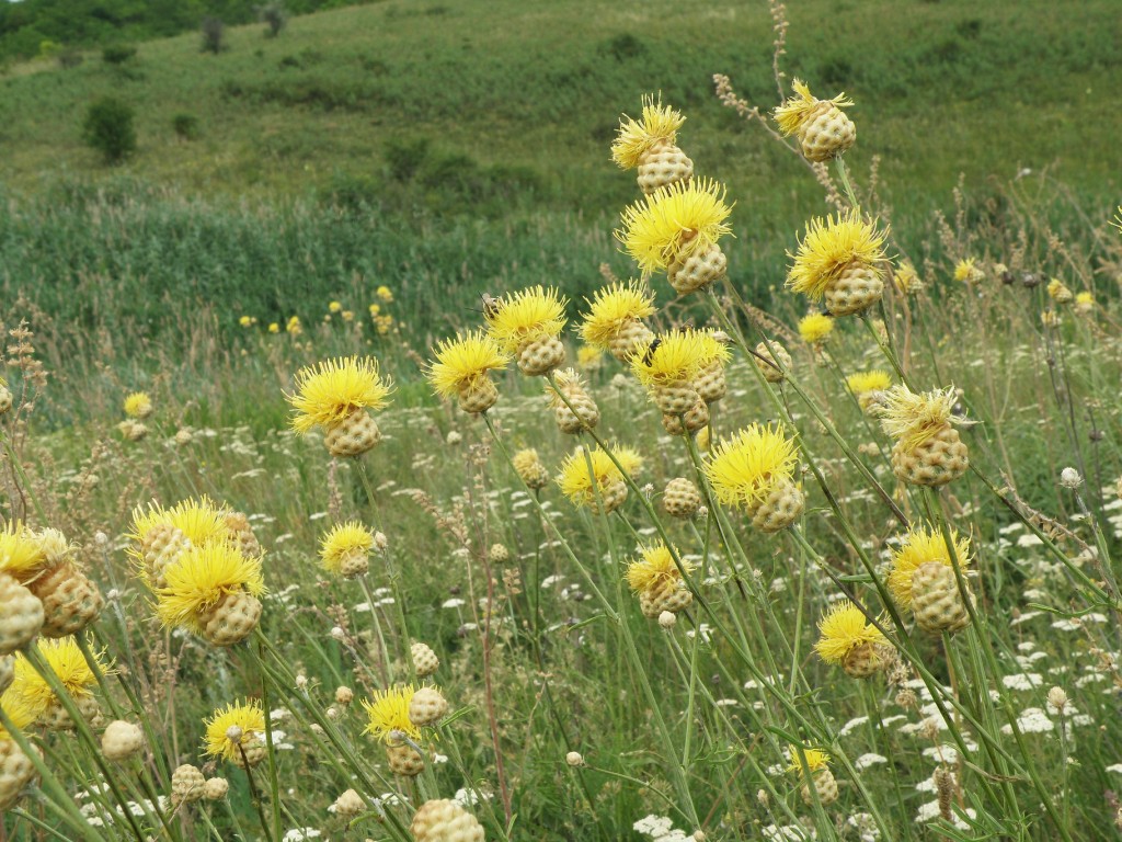 Image of Centaurea orientalis specimen.