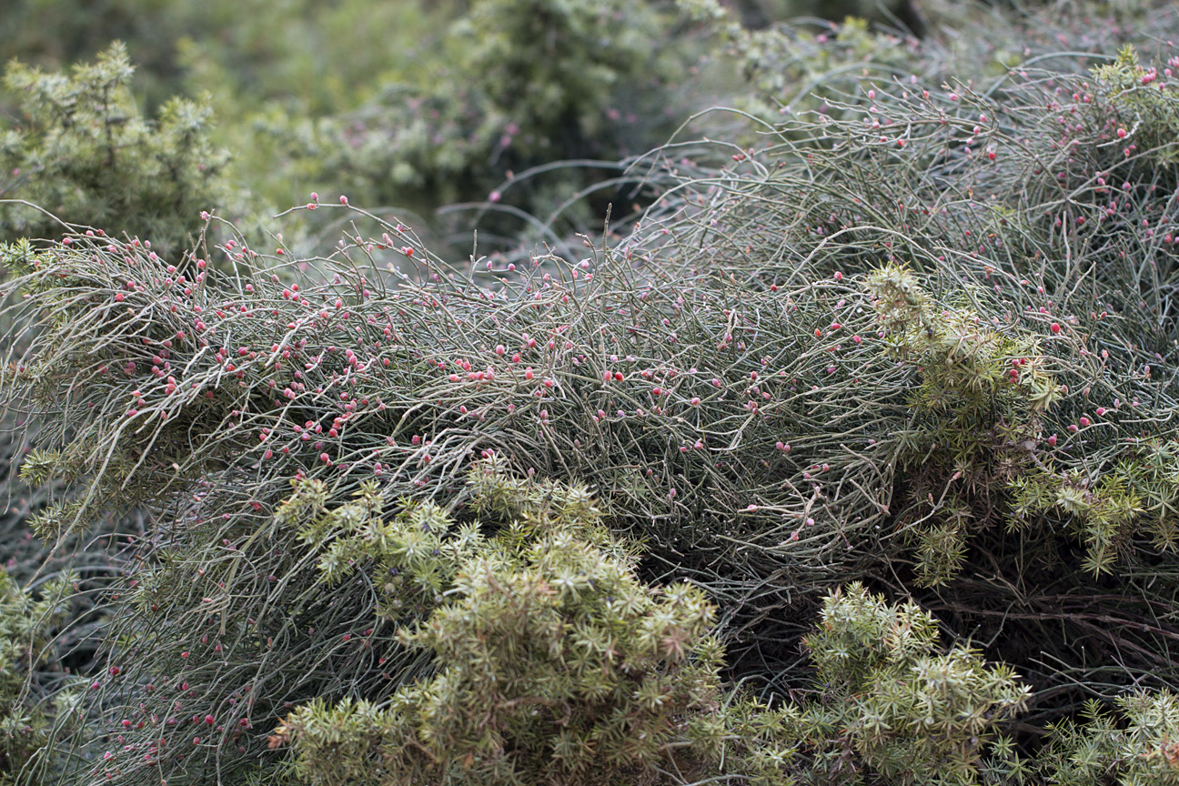 Image of Ephedra foeminea specimen.