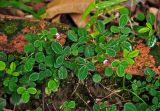 Desmodium heterophyllum