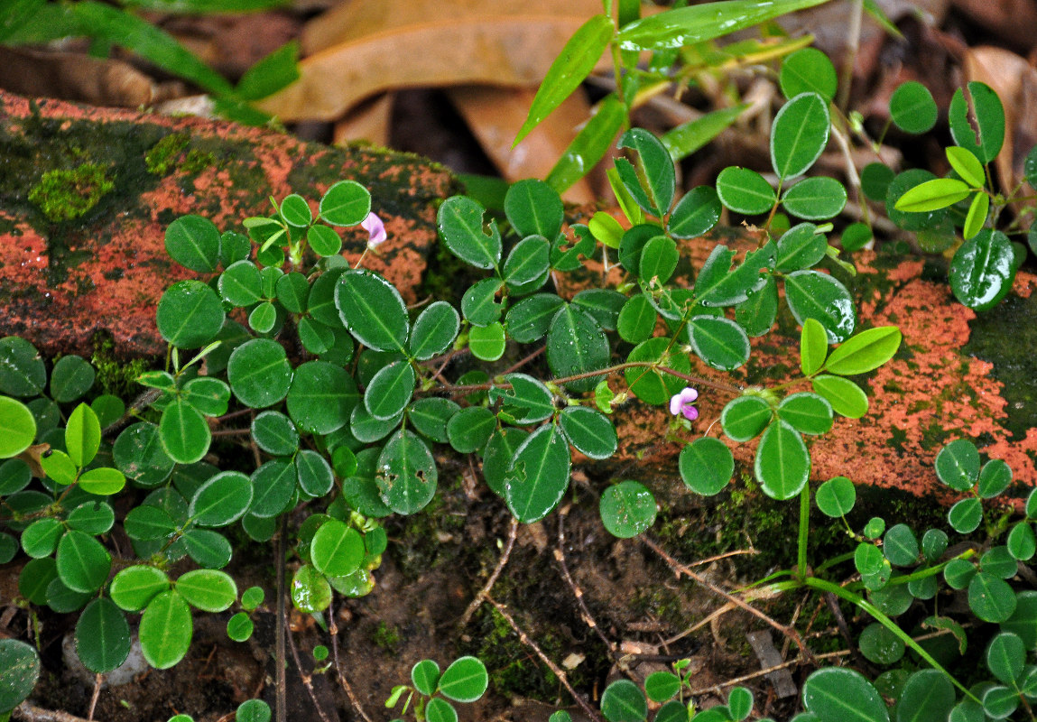 Image of Desmodium heterophyllum specimen.