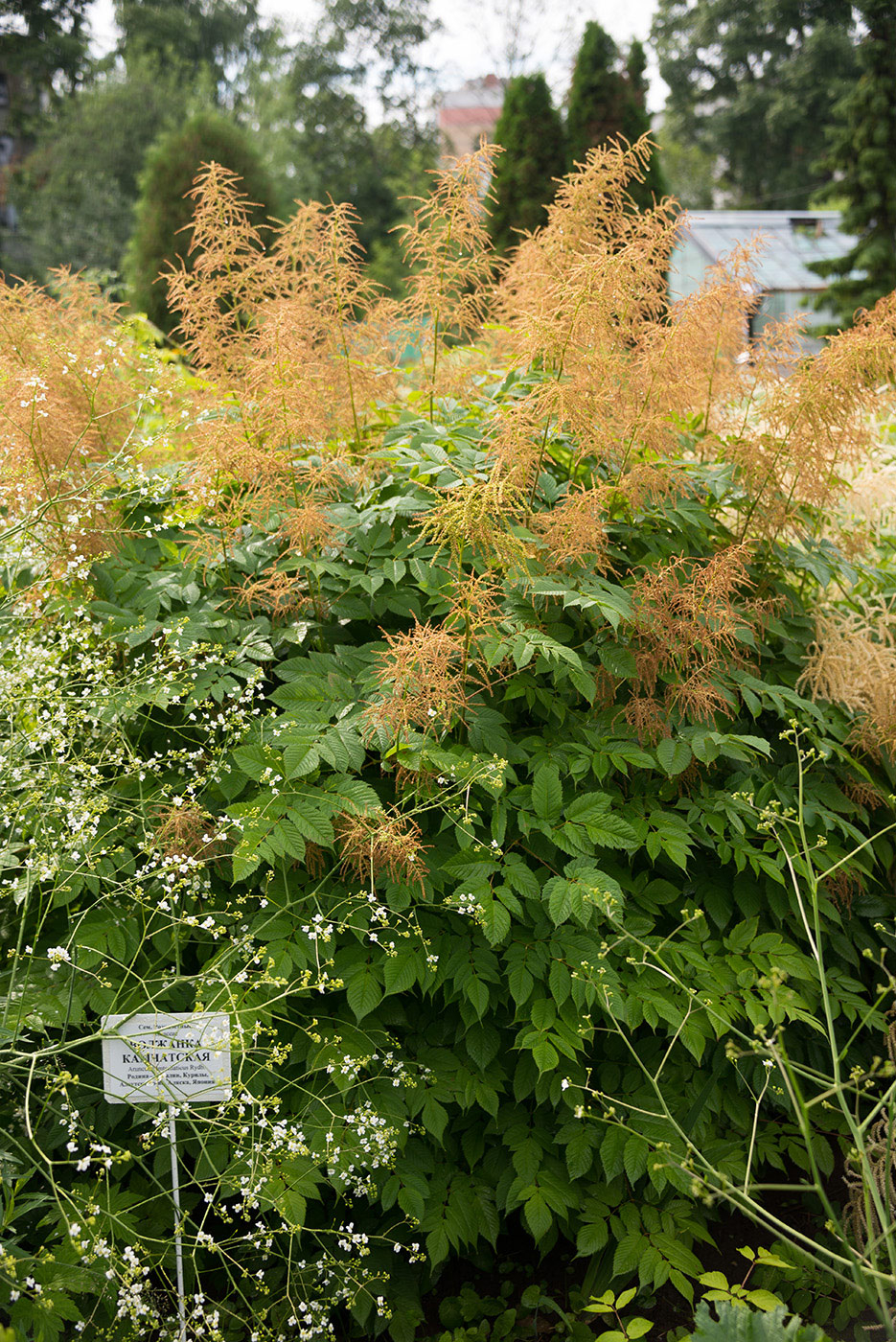 Image of Aruncus dioicus specimen.