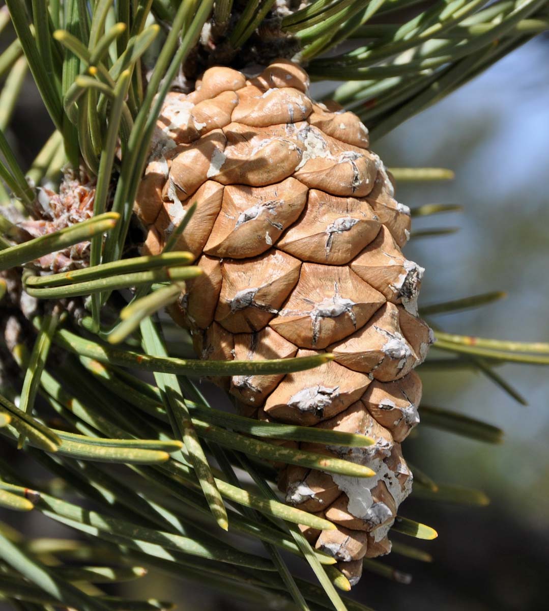 Image of Pinus nigra specimen.