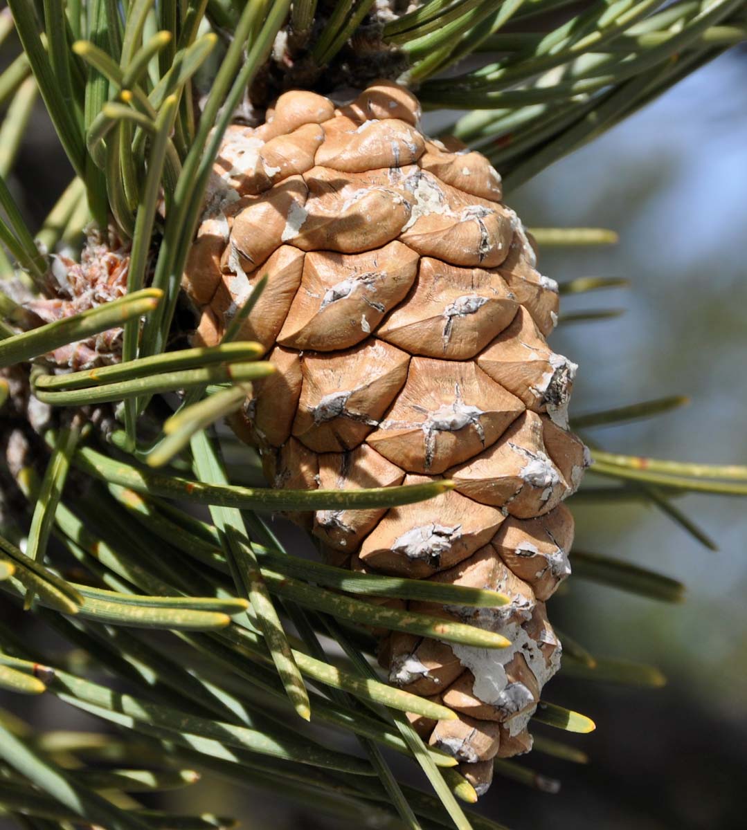 Изображение особи Pinus nigra.