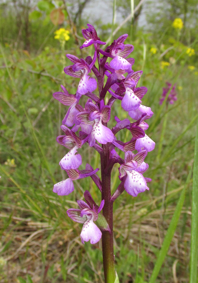 Image of Anacamptis morio ssp. caucasica specimen.