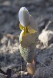 Sanguinaria canadensis