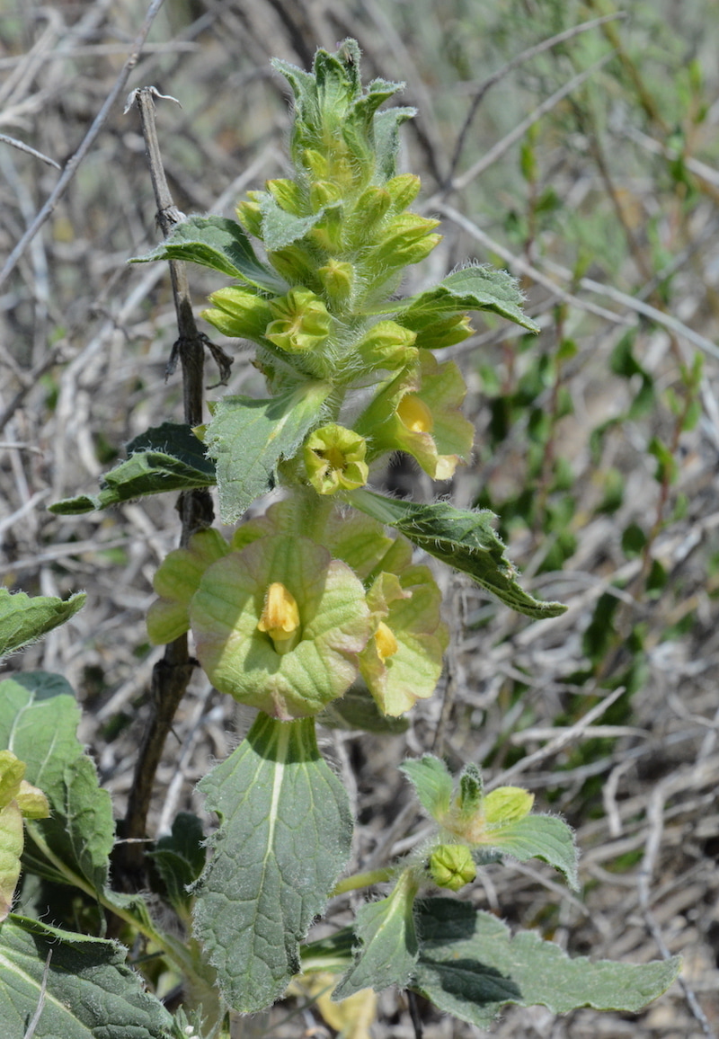 Image of Eremostachys rotata specimen.