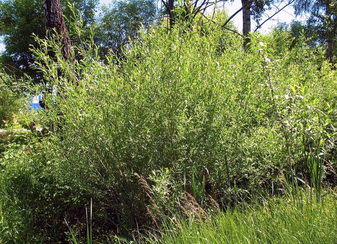 Image of Salix vinogradovii specimen.