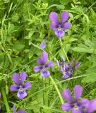 Viola declinata