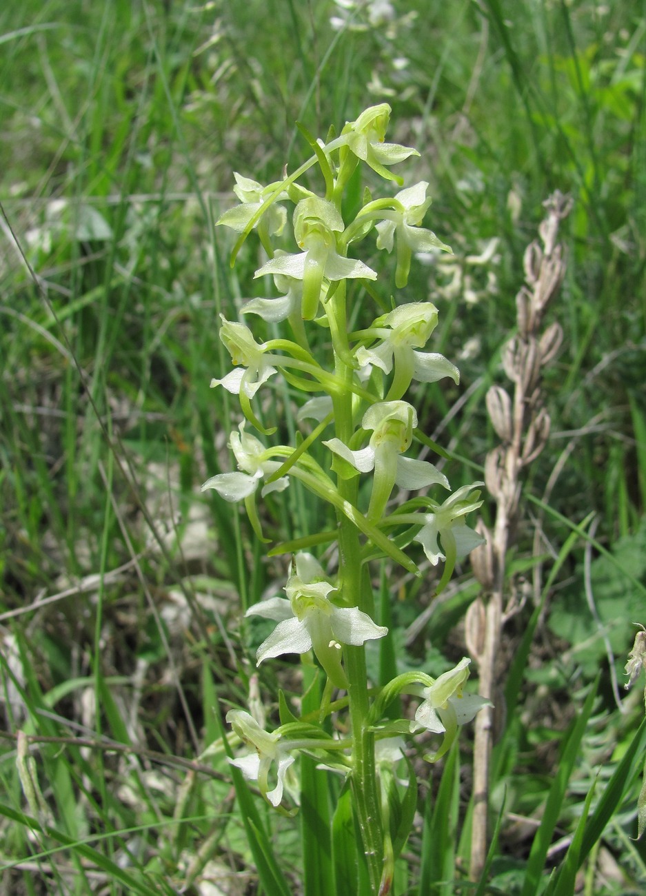 Изображение особи Platanthera chlorantha.