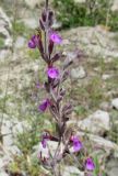 Teucrium canum. Часть соцветия. Дагестан, окр. с. Талги, сухой известняковый склон. 12 июня 2019 г.
