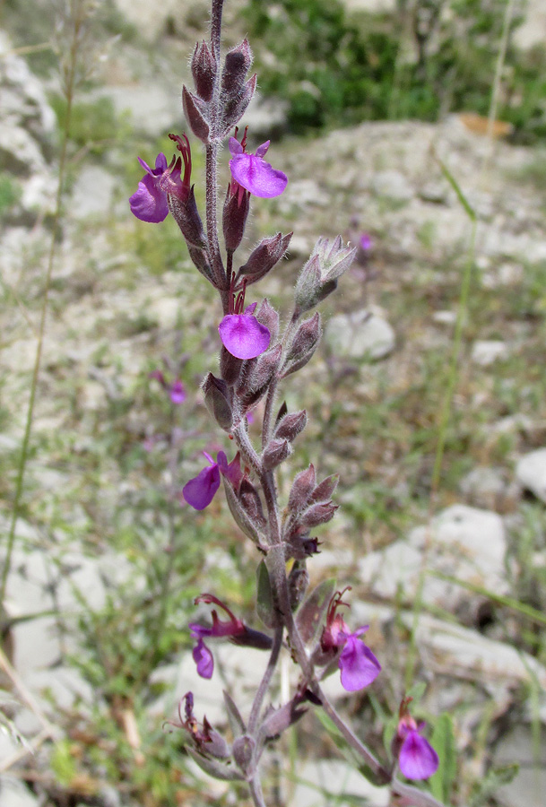 Изображение особи Teucrium canum.