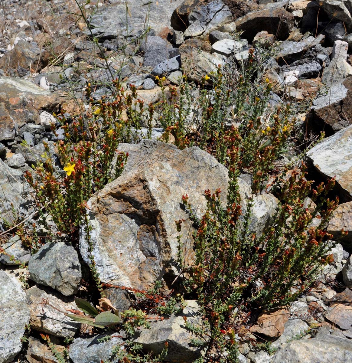 Image of Hypericum confertum ssp. stenobotrys specimen.