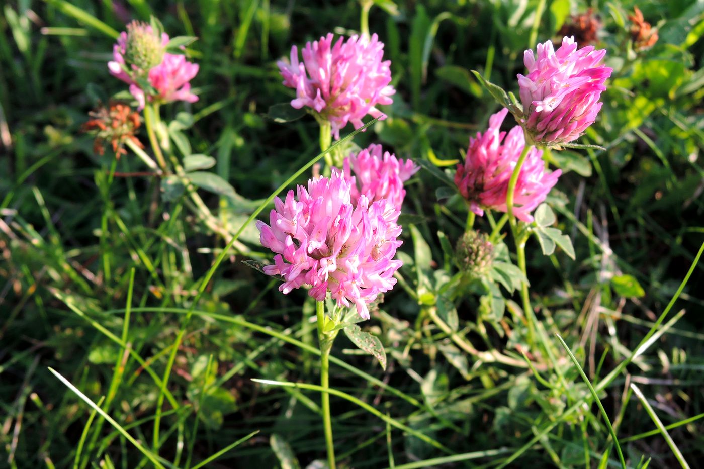 Изображение особи Trifolium pratense.