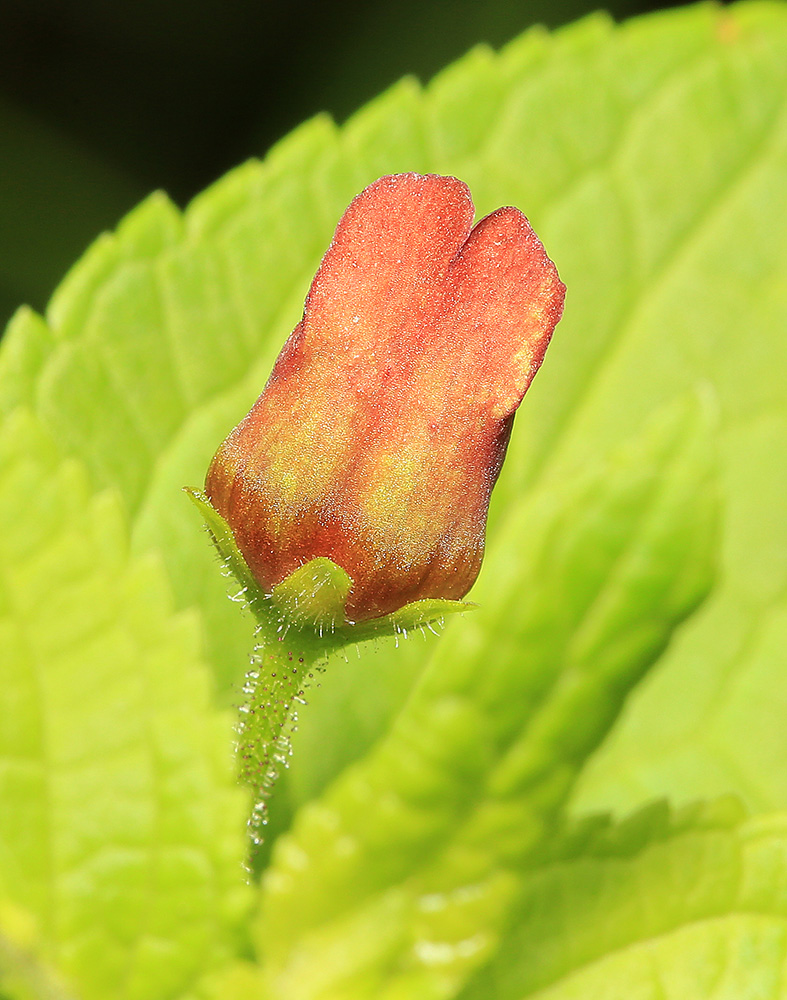 Изображение особи Scrophularia maximowiczii.