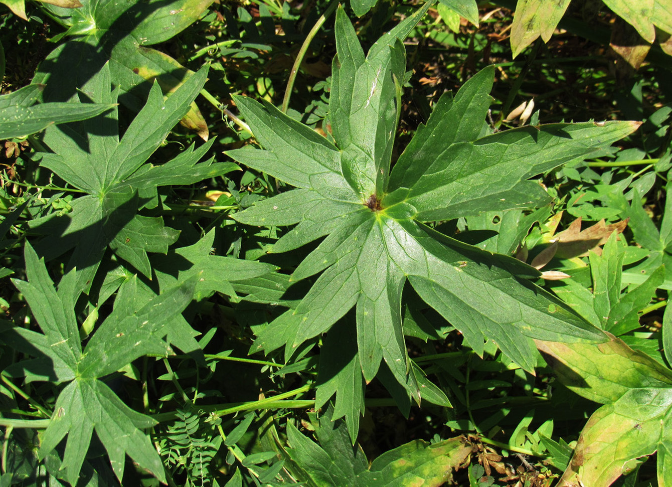 Image of Delphinium dictyocarpum specimen.