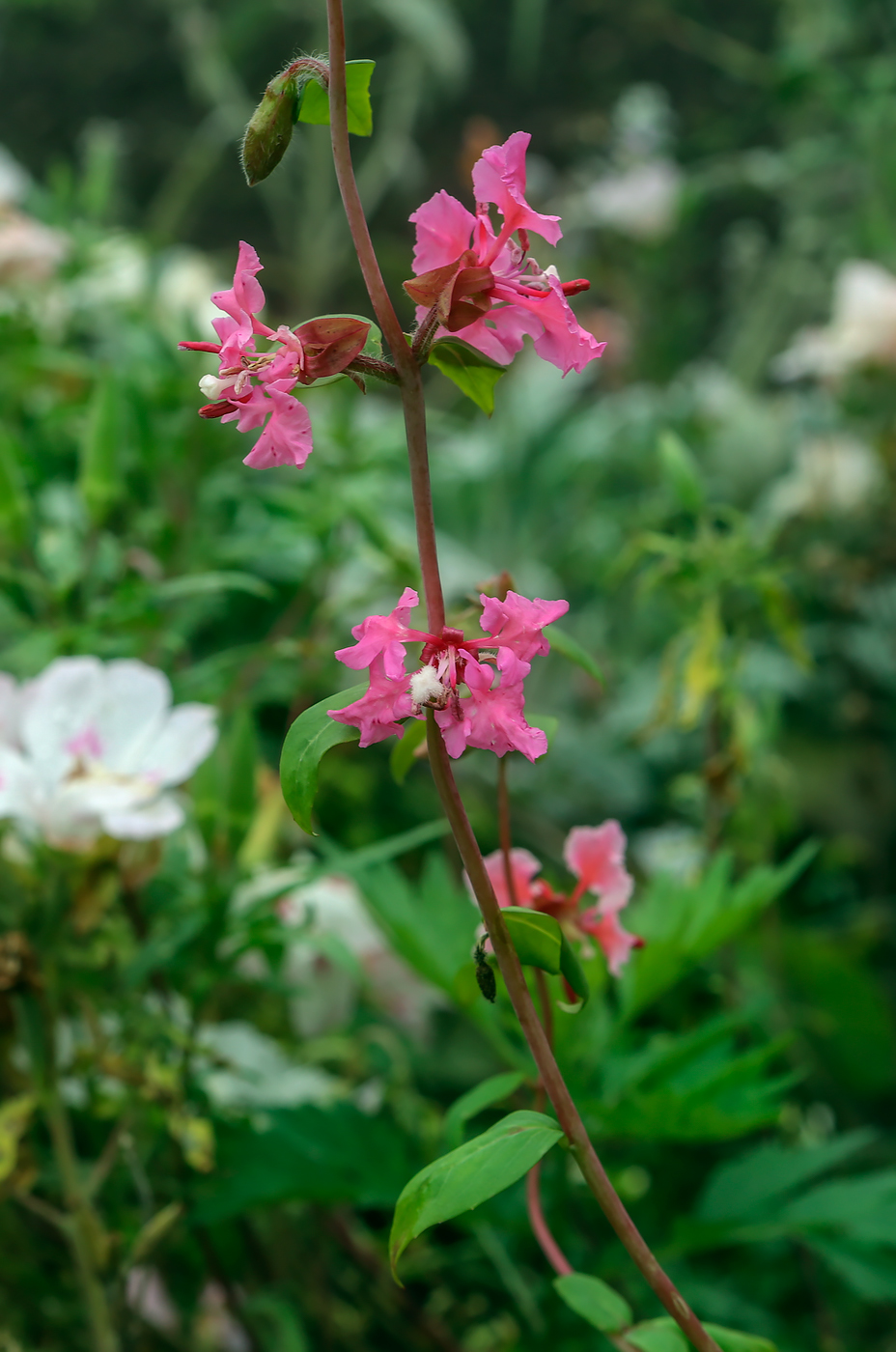 Изображение особи Clarkia unguiculata.