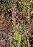 Amaranthus retroflexus. Верхушка плодоносящего растения. Московская обл., гор. округ Озёры, окр. с. Клишино, залежь. 15.09.2019.