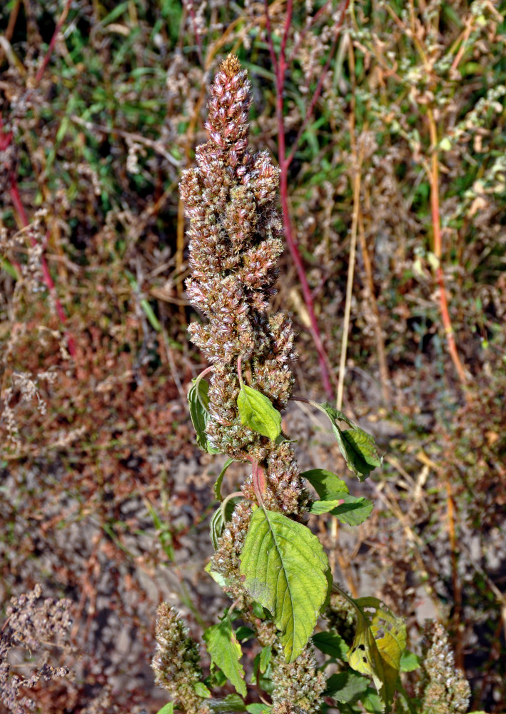 Image of Amaranthus retroflexus specimen.