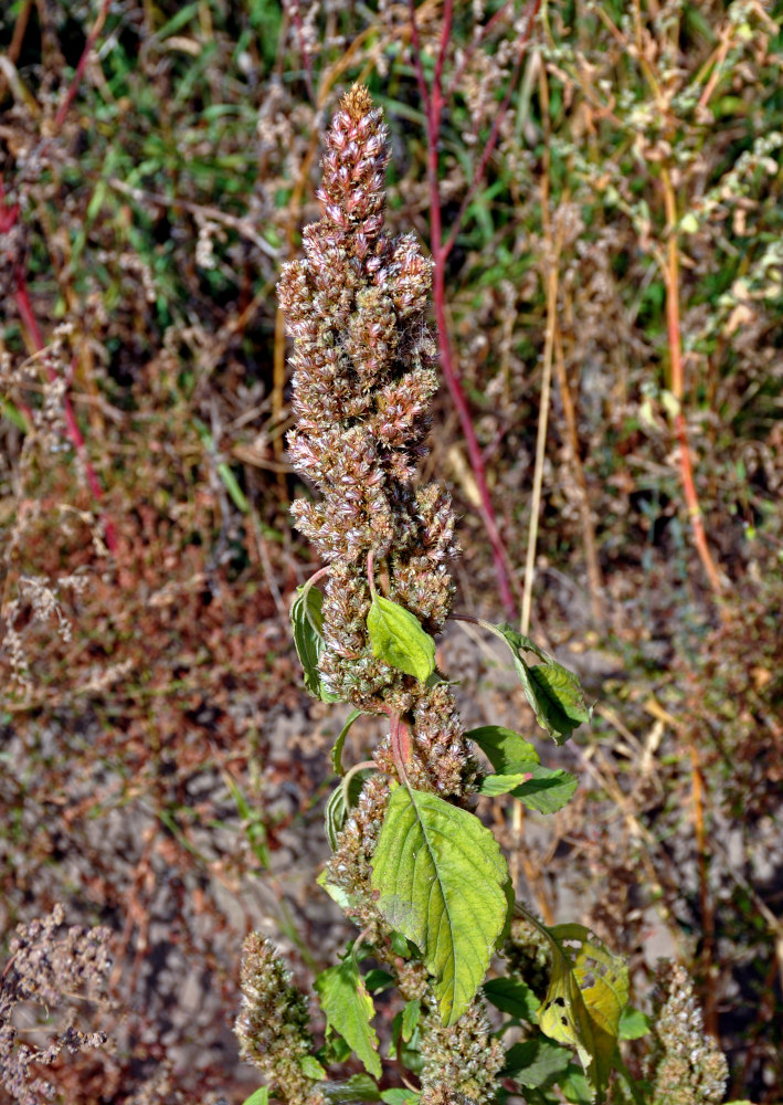 Изображение особи Amaranthus retroflexus.