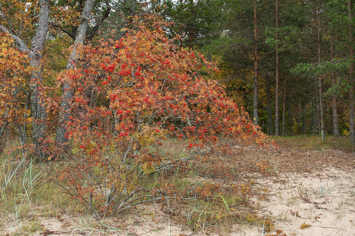 Image of Sorbus aucuparia specimen.