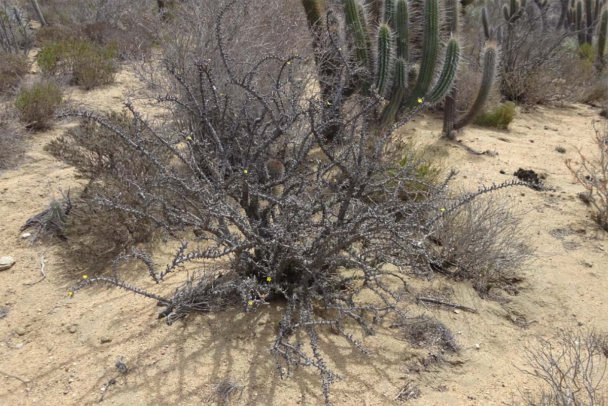 Image of Oxalis gigantea specimen.