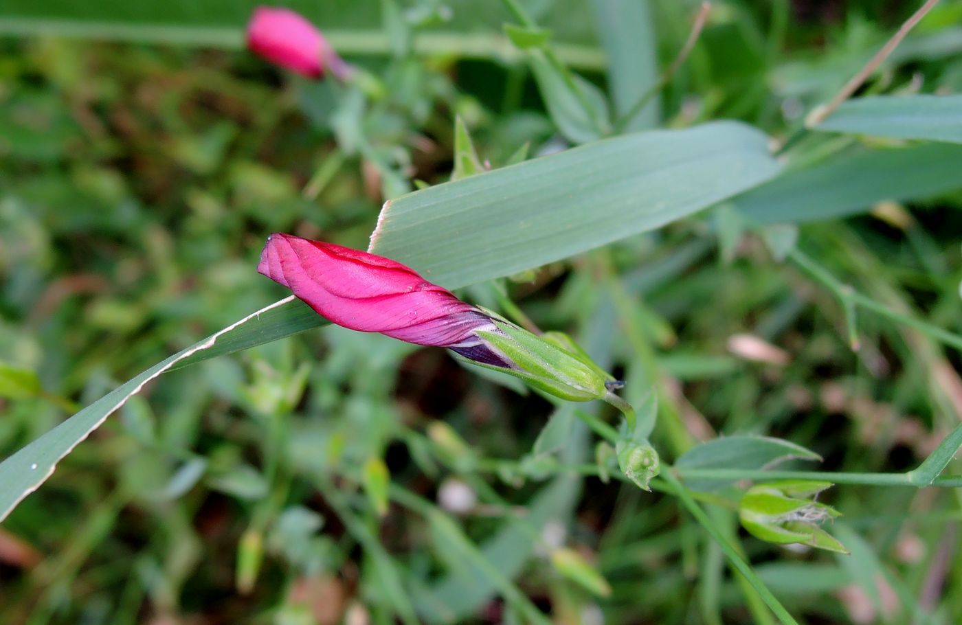 Image of Linum grandiflorum specimen.