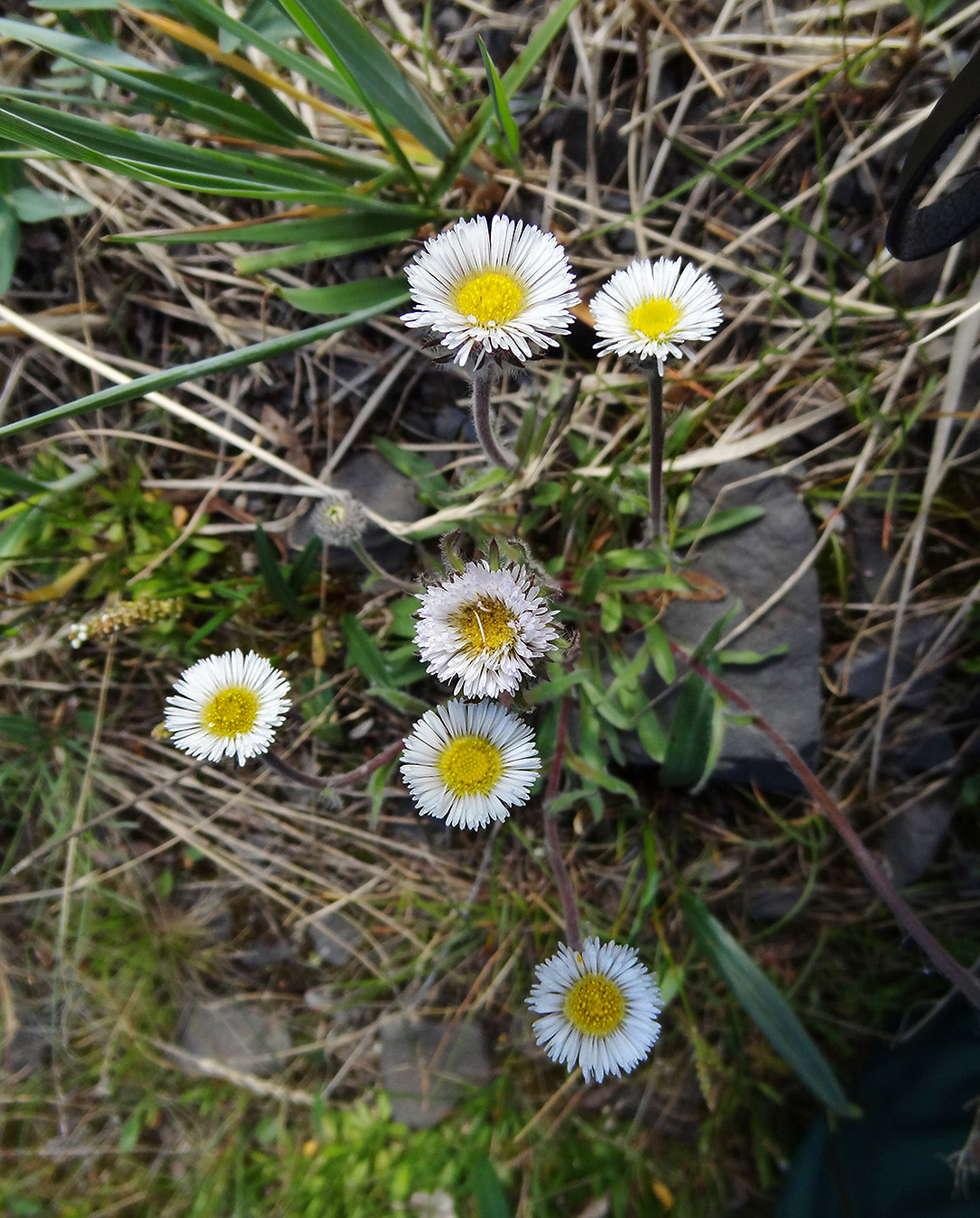 Изображение особи Erigeron eriocephalus.