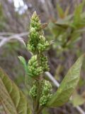 Syringa × henryi. Развивающееся соцветие. Свердловская обл., г. Североуральск, территория школы №1, в озеленении. 18.05.2019.