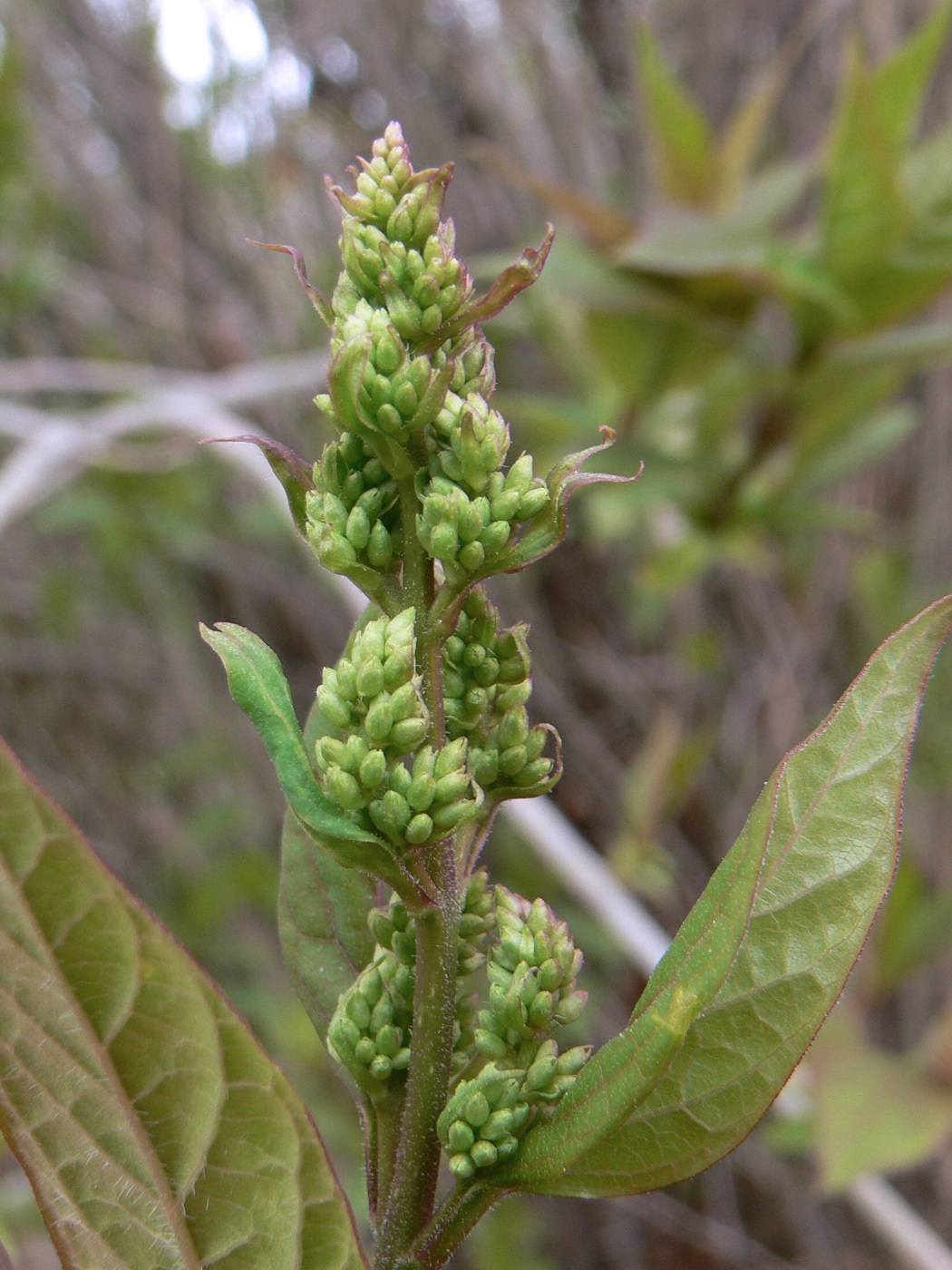 Image of Syringa × henryi specimen.