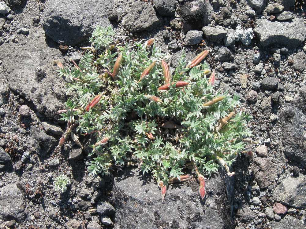 Image of Oxytropis revoluta specimen.