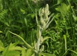 Veratrum dahuricum