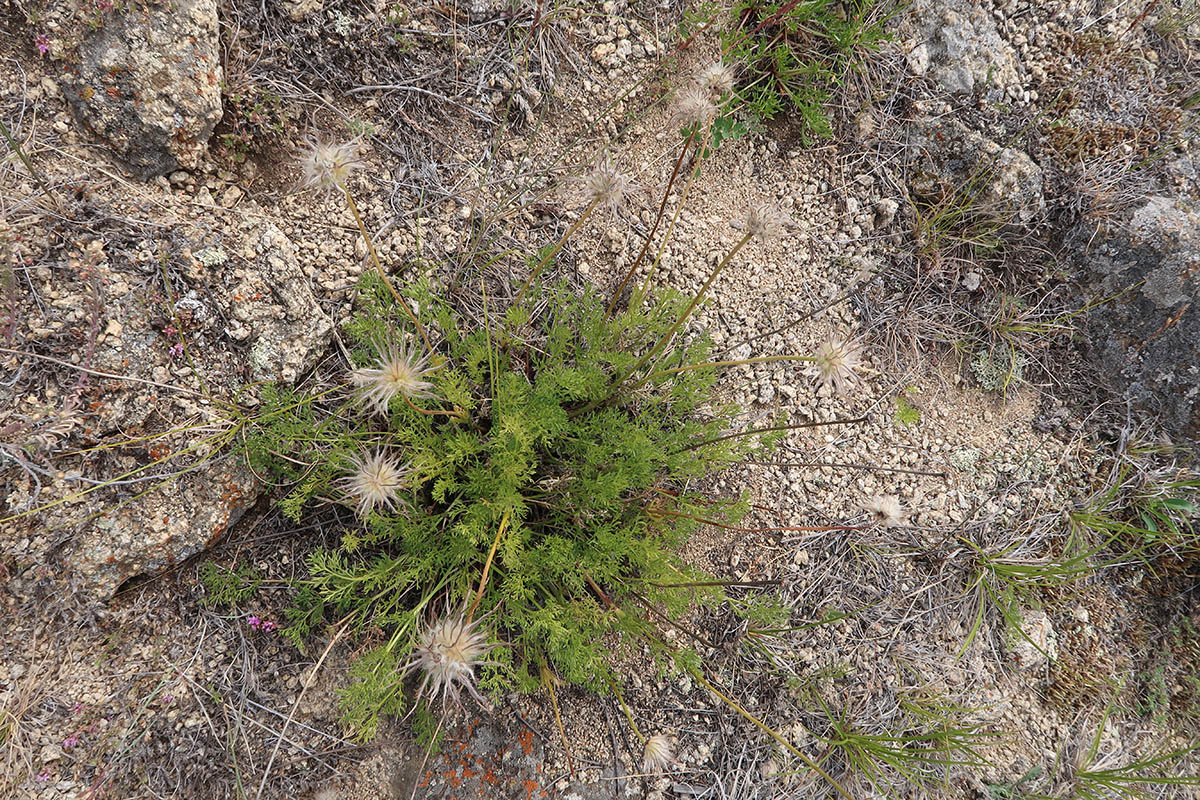 Изображение особи Pulsatilla tenuiloba.