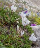 Astragalus levieri. Цветущие растения. Адыгея, Кавказский биосферный заповедник, склон горы Оштен, альпийская пустошь, ≈ 2700 м н.у.м., каменистая осыпь. 15.07.2015.