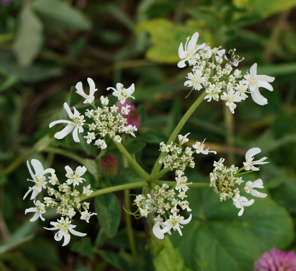 Image of Heracleum sosnowskyi specimen.