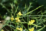 Brassica campestris