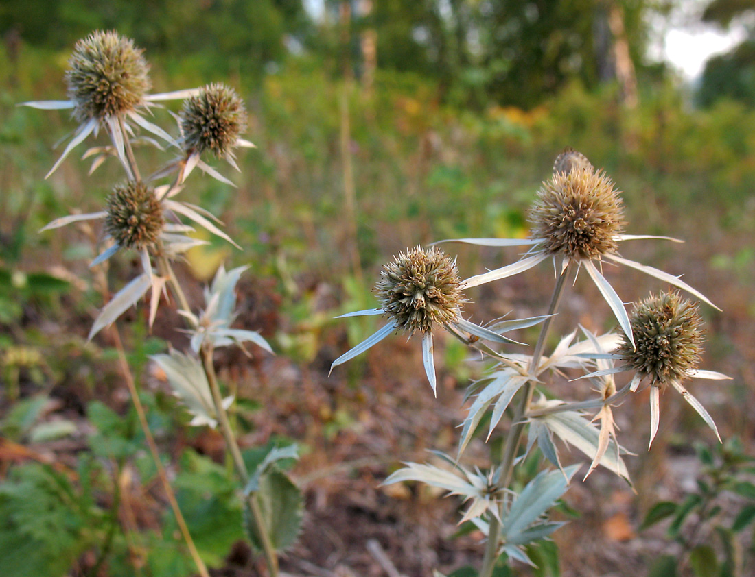 Image of Eryngium planum specimen.