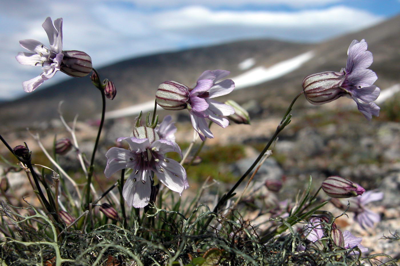 Image of Silene stenophylla specimen.