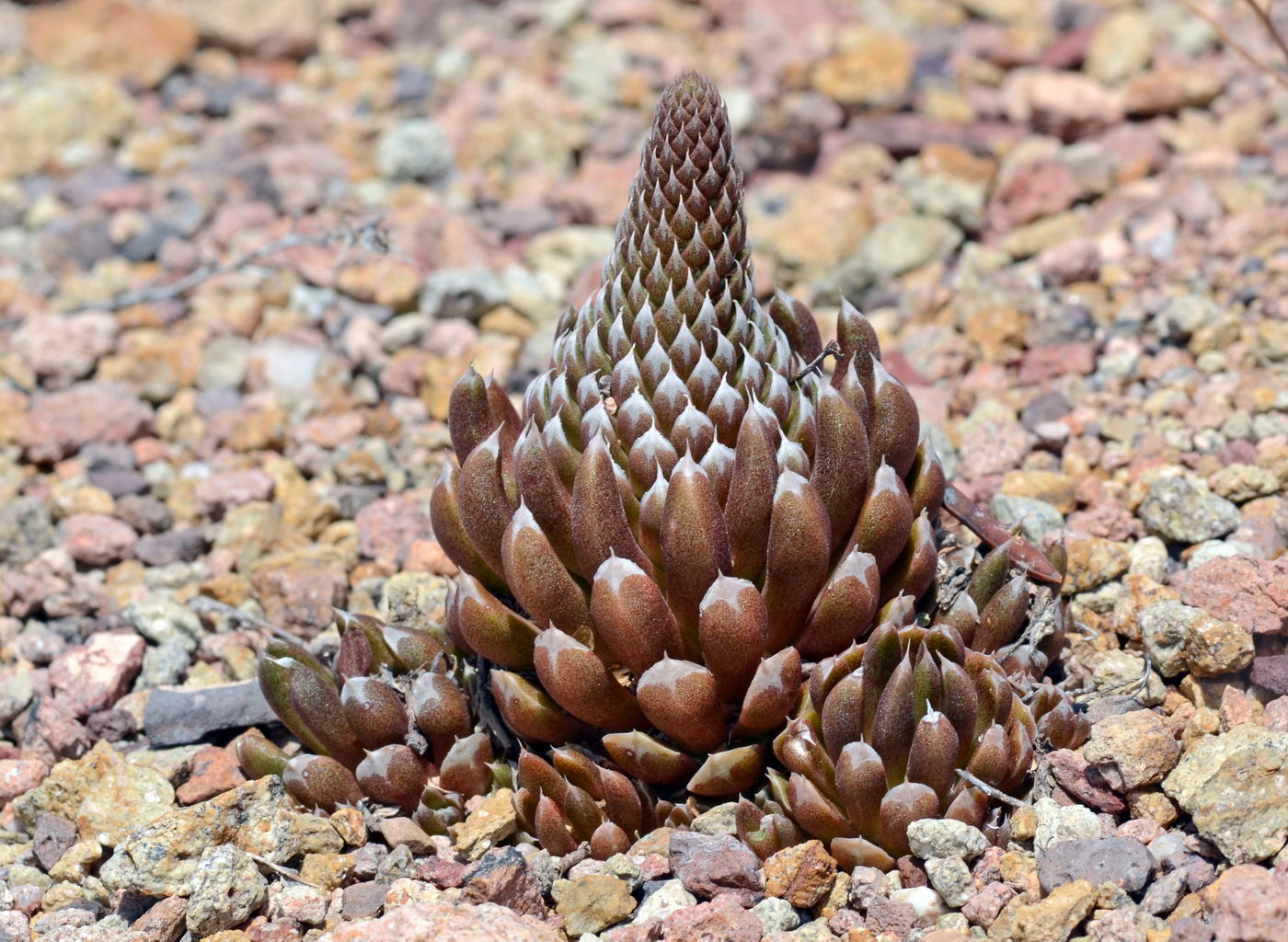 Image of Orostachys thyrsiflora specimen.