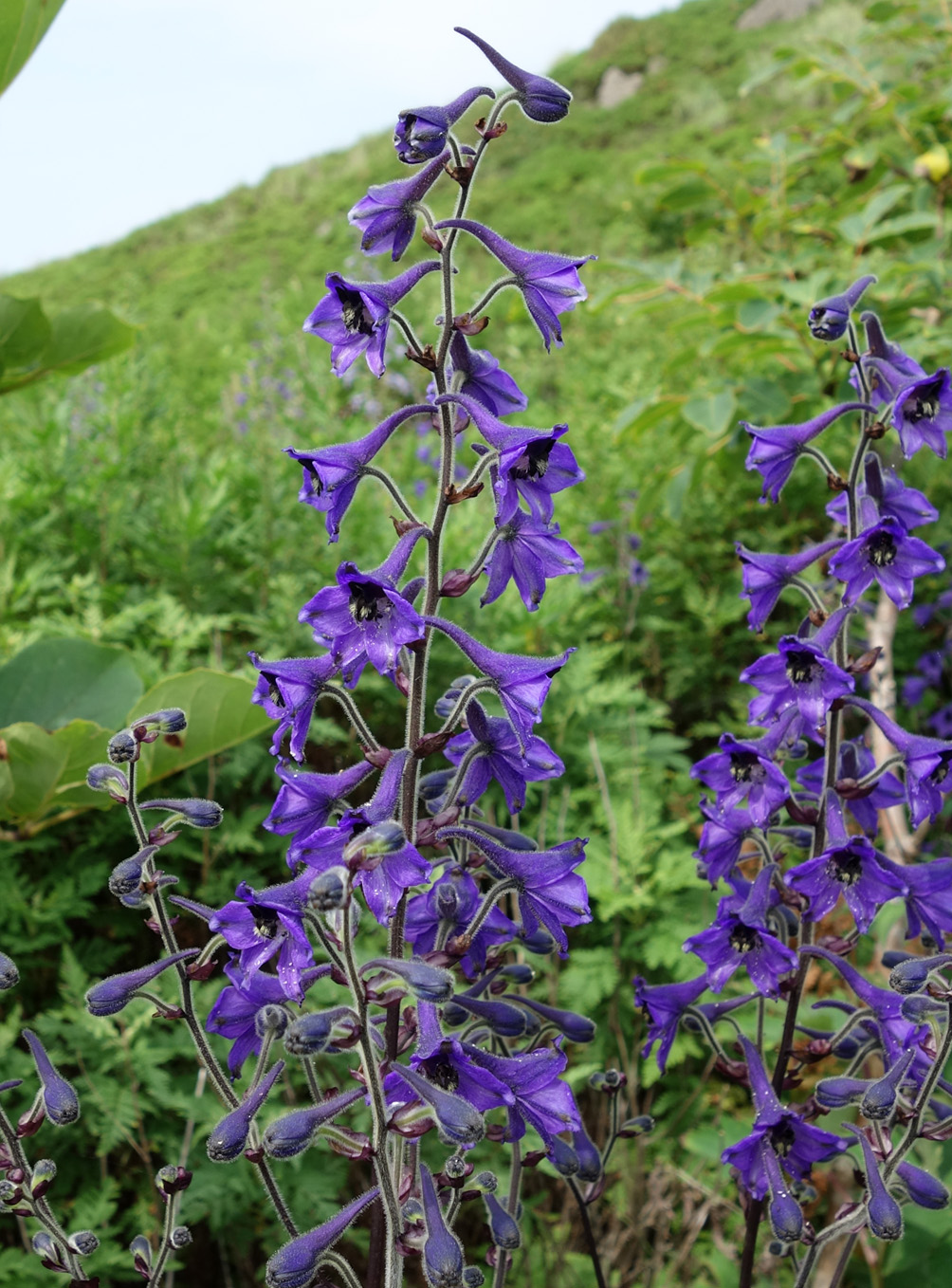 Изображение особи Delphinium maackianum.