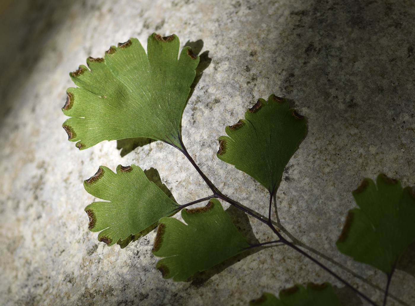 Изображение особи Adiantum capillus-veneris.