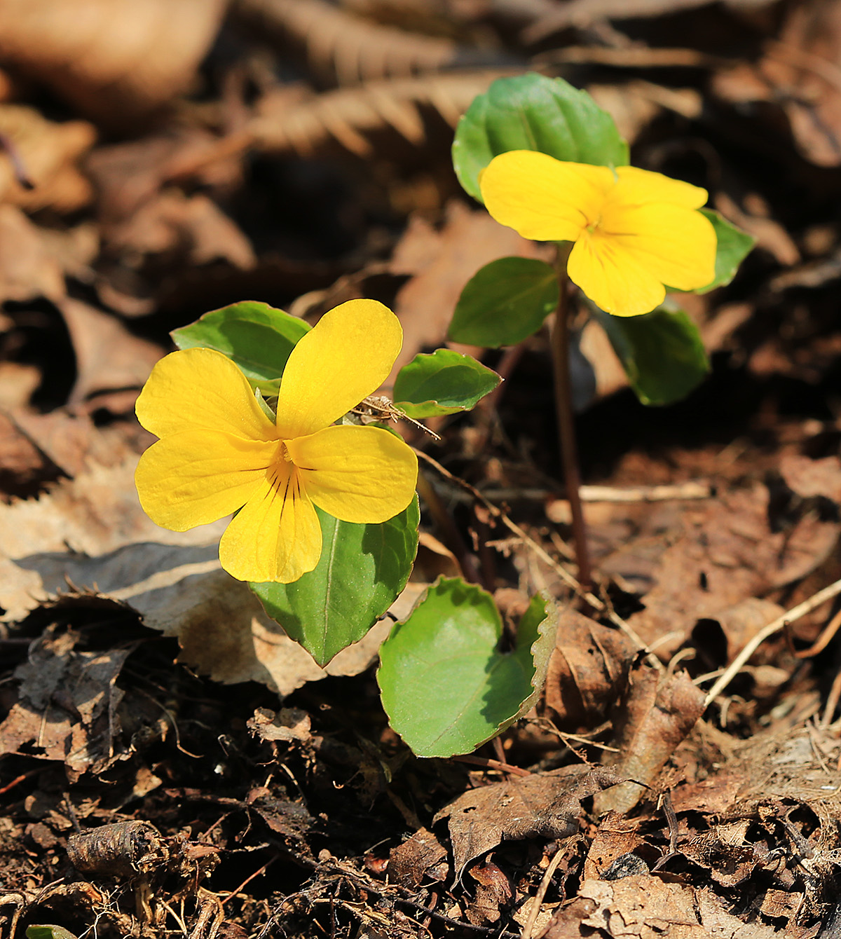 Image of Viola xanthopetala specimen.