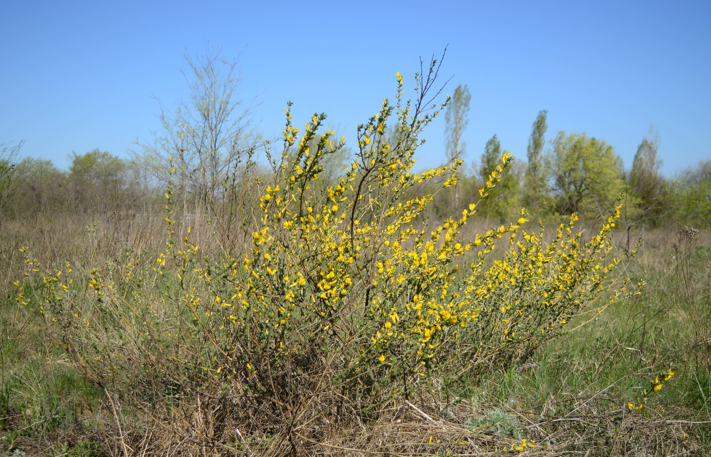 Изображение особи Chamaecytisus ruthenicus.