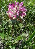 Pedicularis dasystachys
