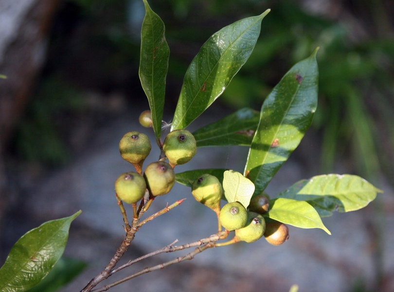 Image of Ficus pyriformis specimen.