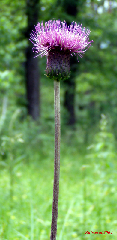 Изображение особи Cirsium heterophyllum.