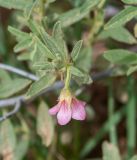 Hermannia affinis