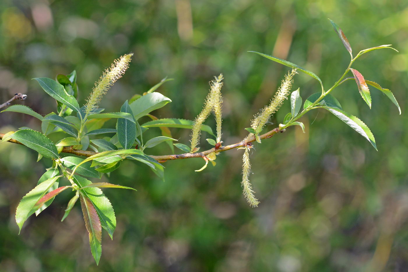 Image of Salix triandra specimen.