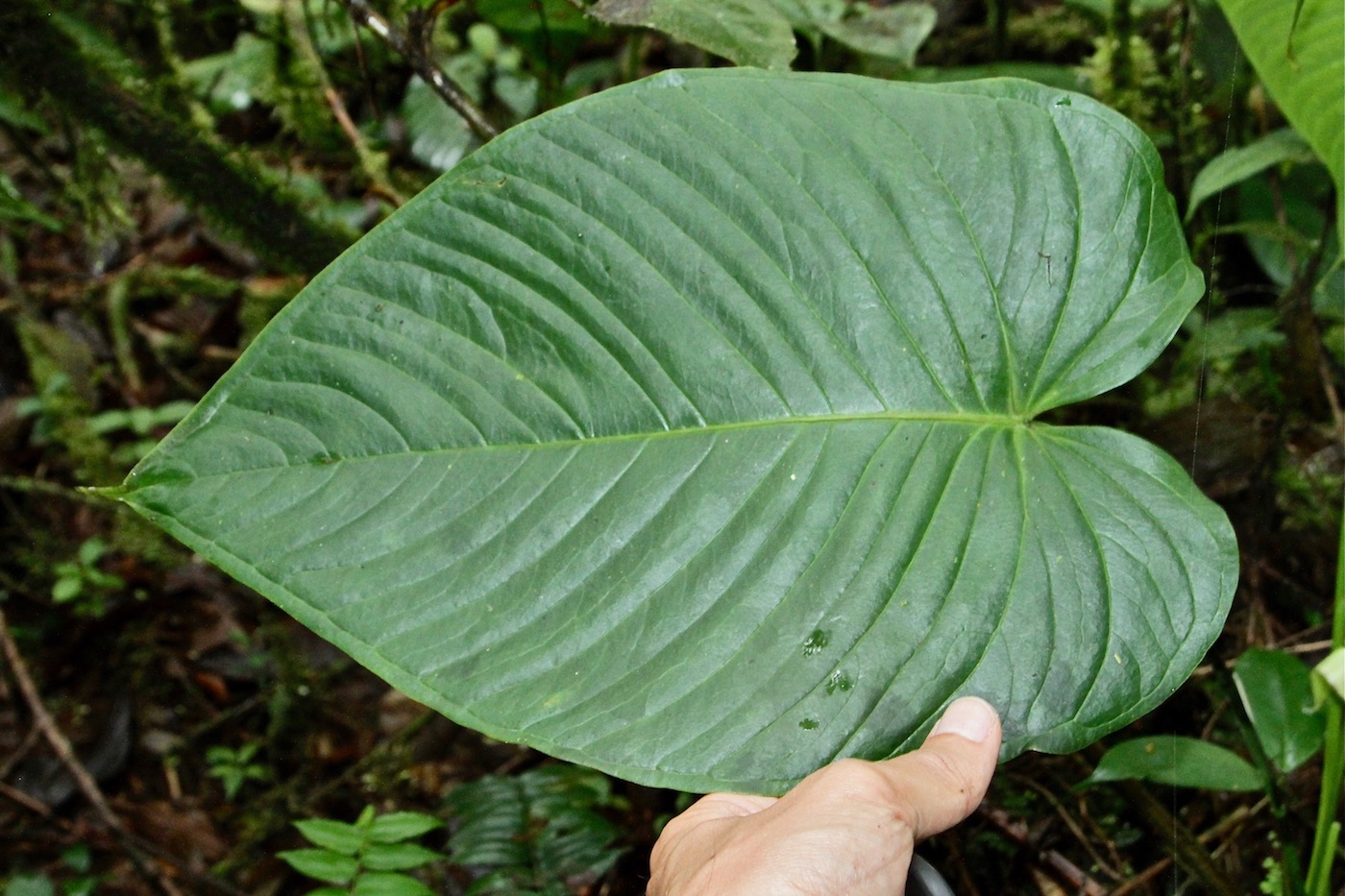 Изображение особи Anthurium coloradense.