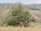 Pyrus elaeagrifolia. Плодоносящие растения. Южный берег Крыма, окр. с. Приветное, гора Казах, каменистая степь с отдельно стоящими деревцами. 24.07.2019.