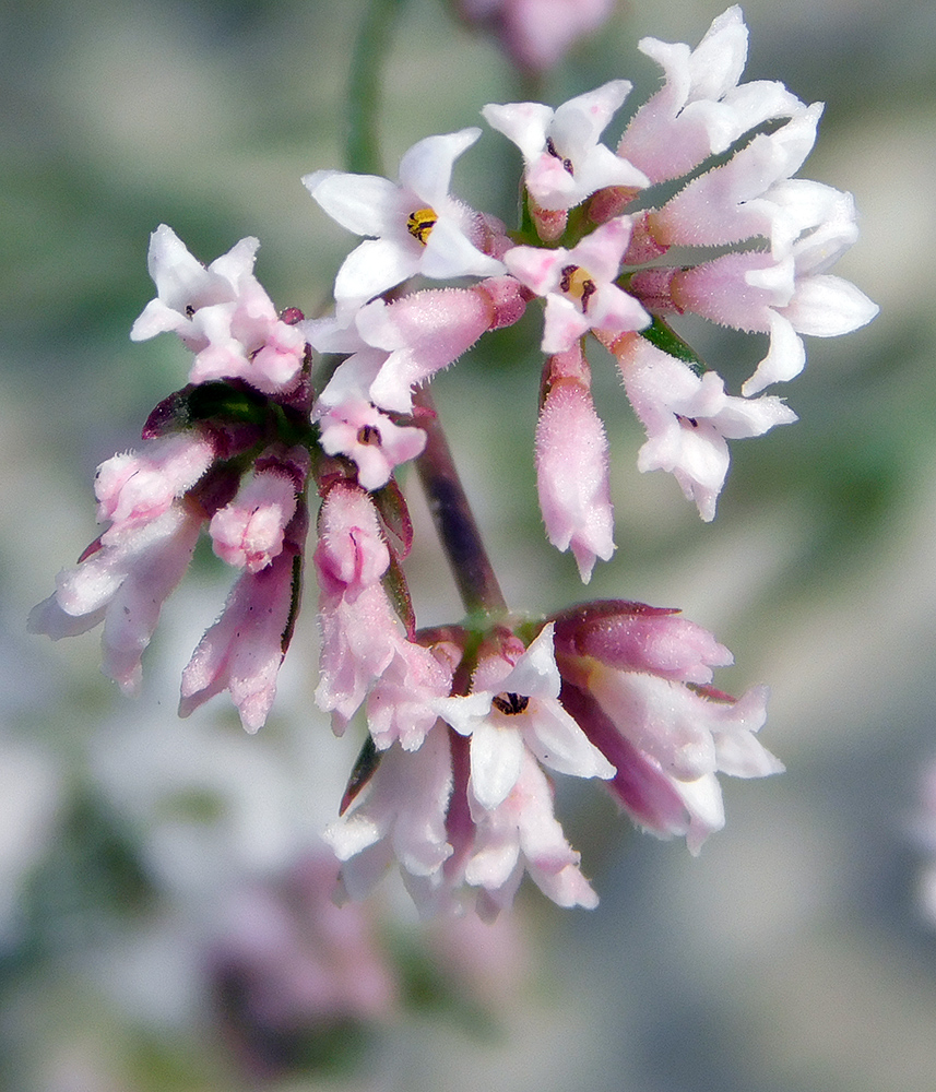 Изображение особи Asperula lipskyana.